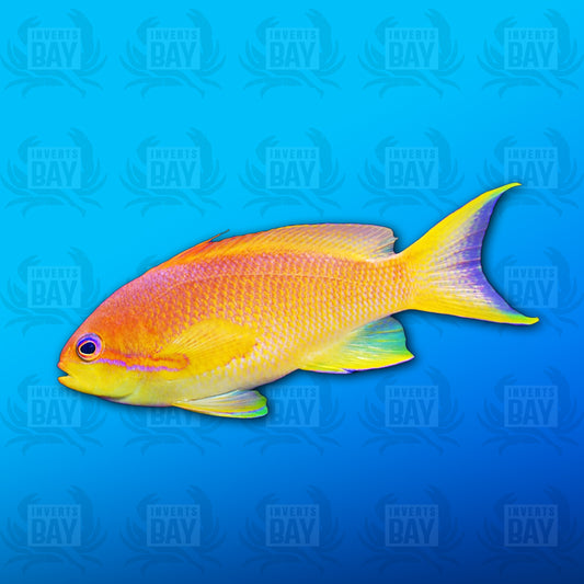 Lyretail Anthias