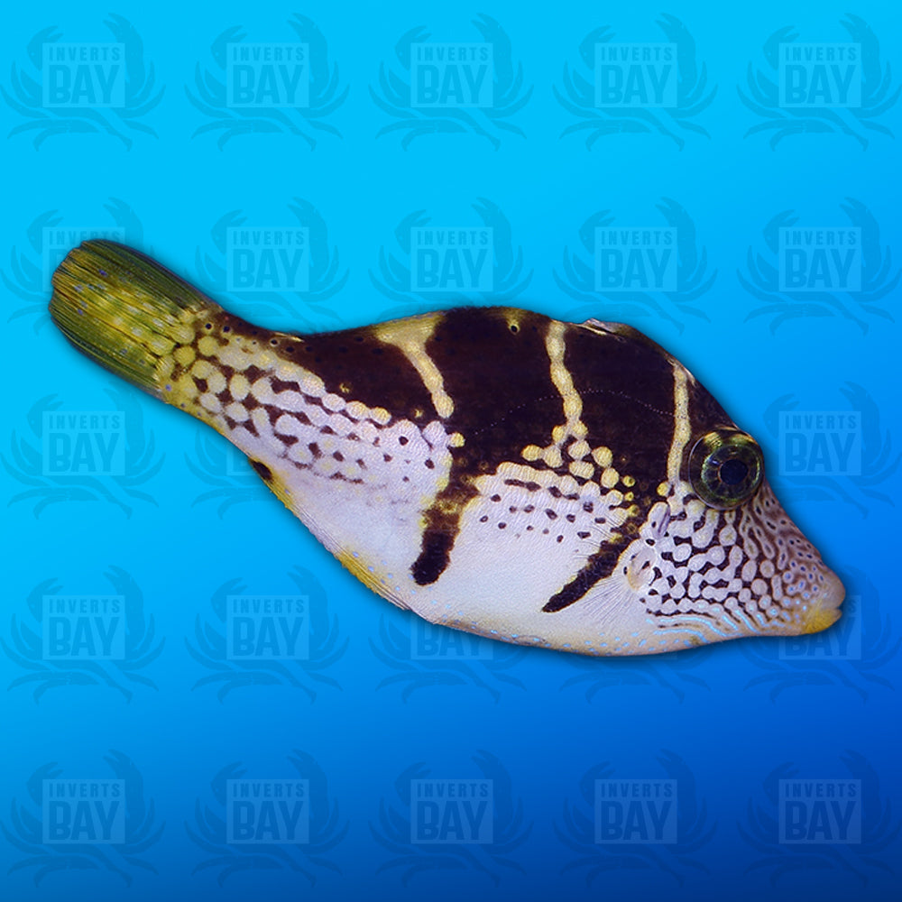 Mimic Filefish
