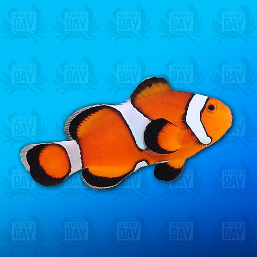 Misbar Ocellaris Clownfish