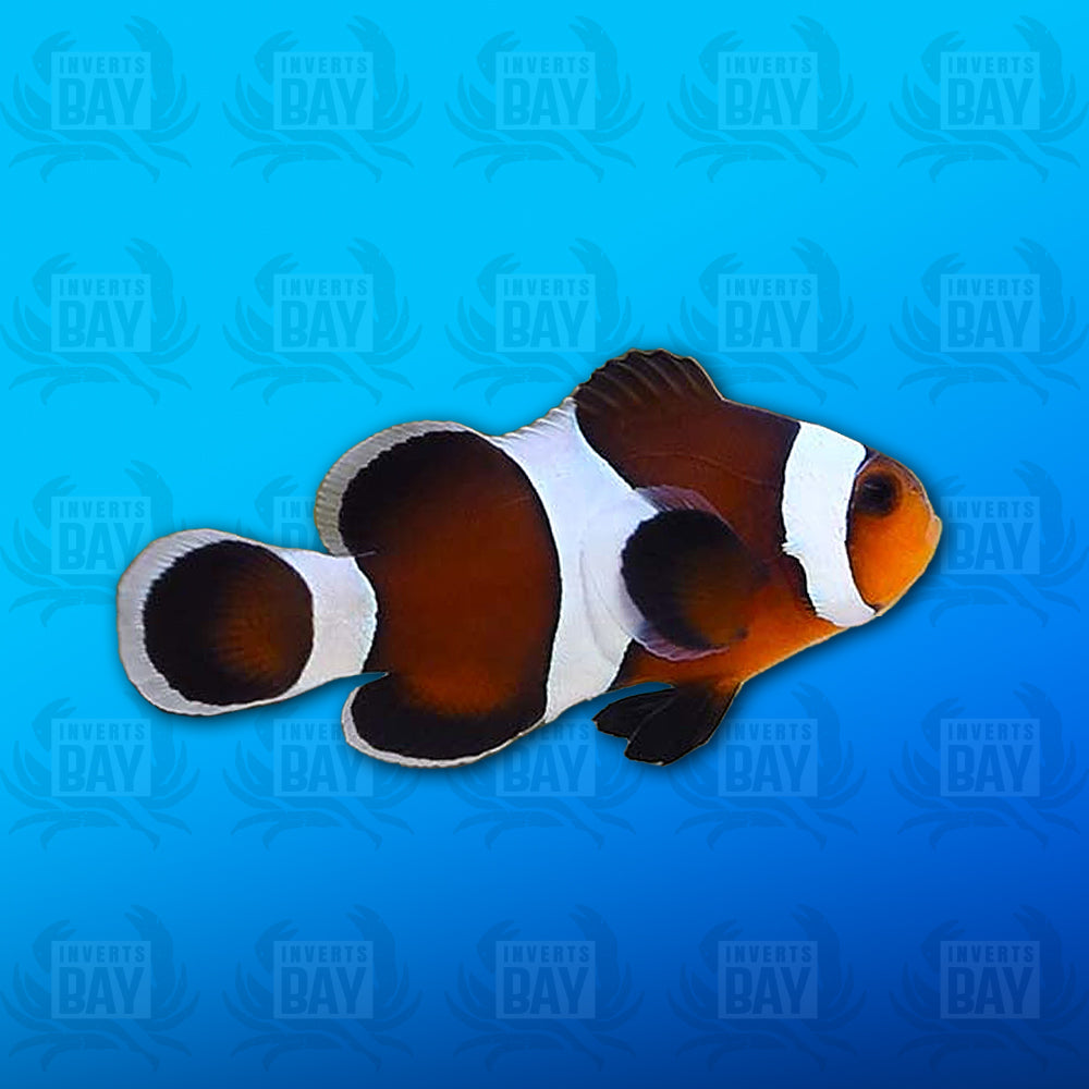 Mocha Ocellaris Clownfish