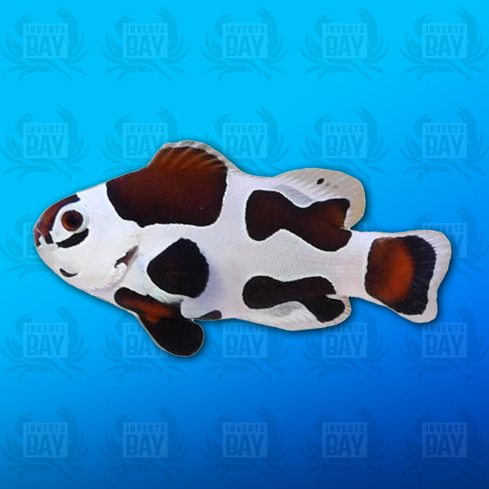 Mocha Storm Clownfish