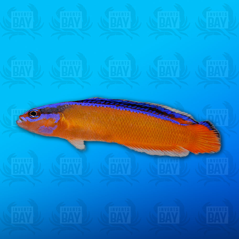 Neon Dottyback