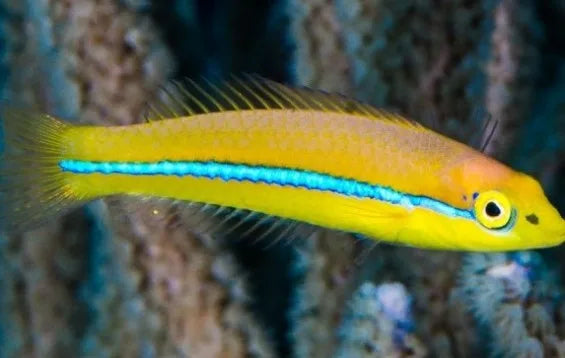 Neon Line Wrasse