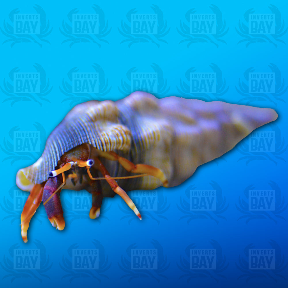 Ermite à griffes orange gauche