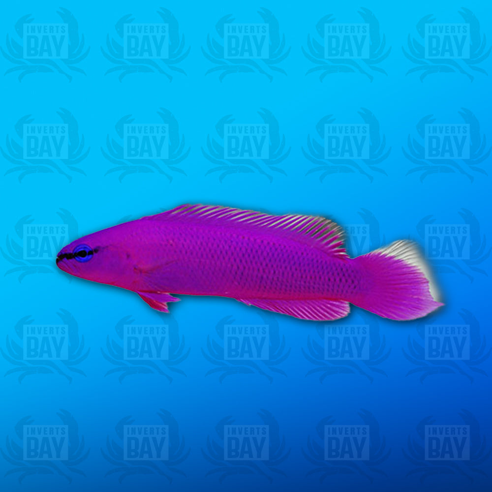 Orchid Dottyback