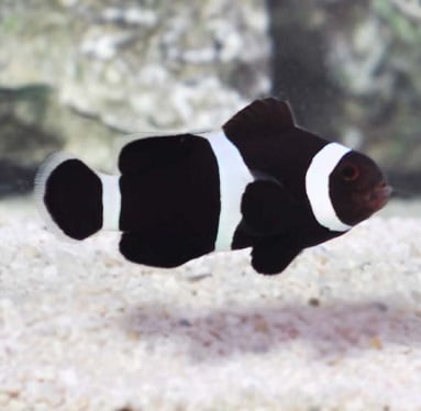 Black Ocellaris