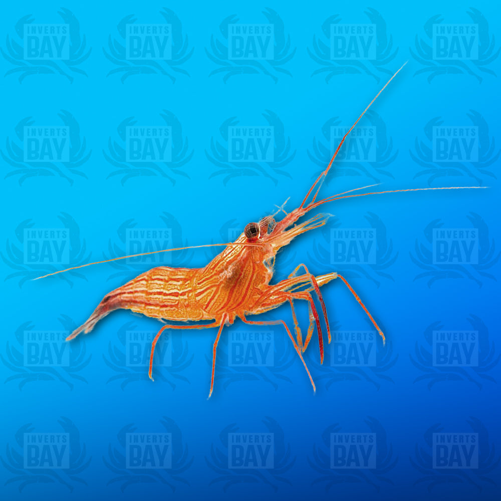 Crevettes à la menthe poivrée