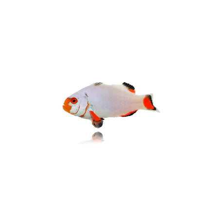 Platinum Clownfish