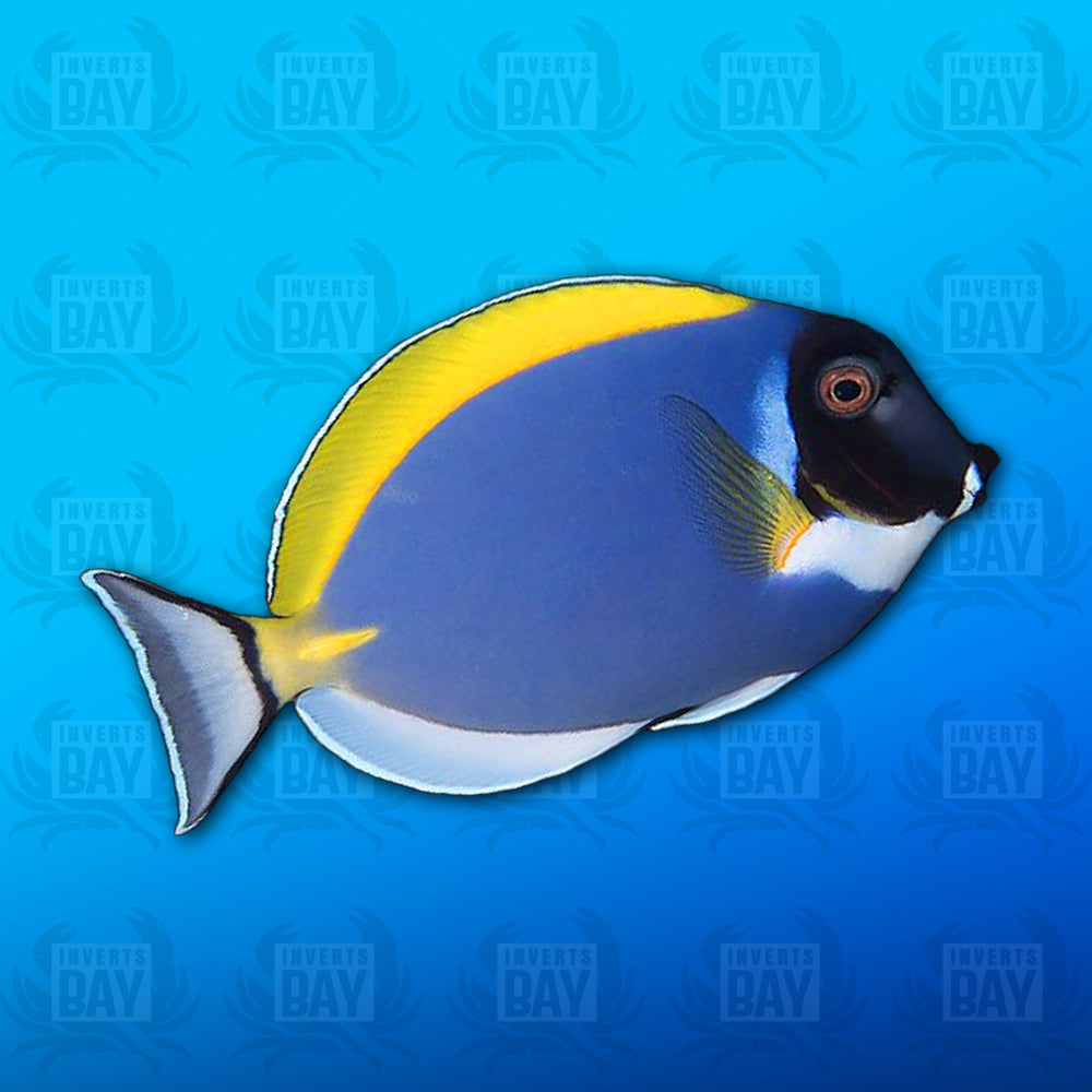 Powder Blue Tang