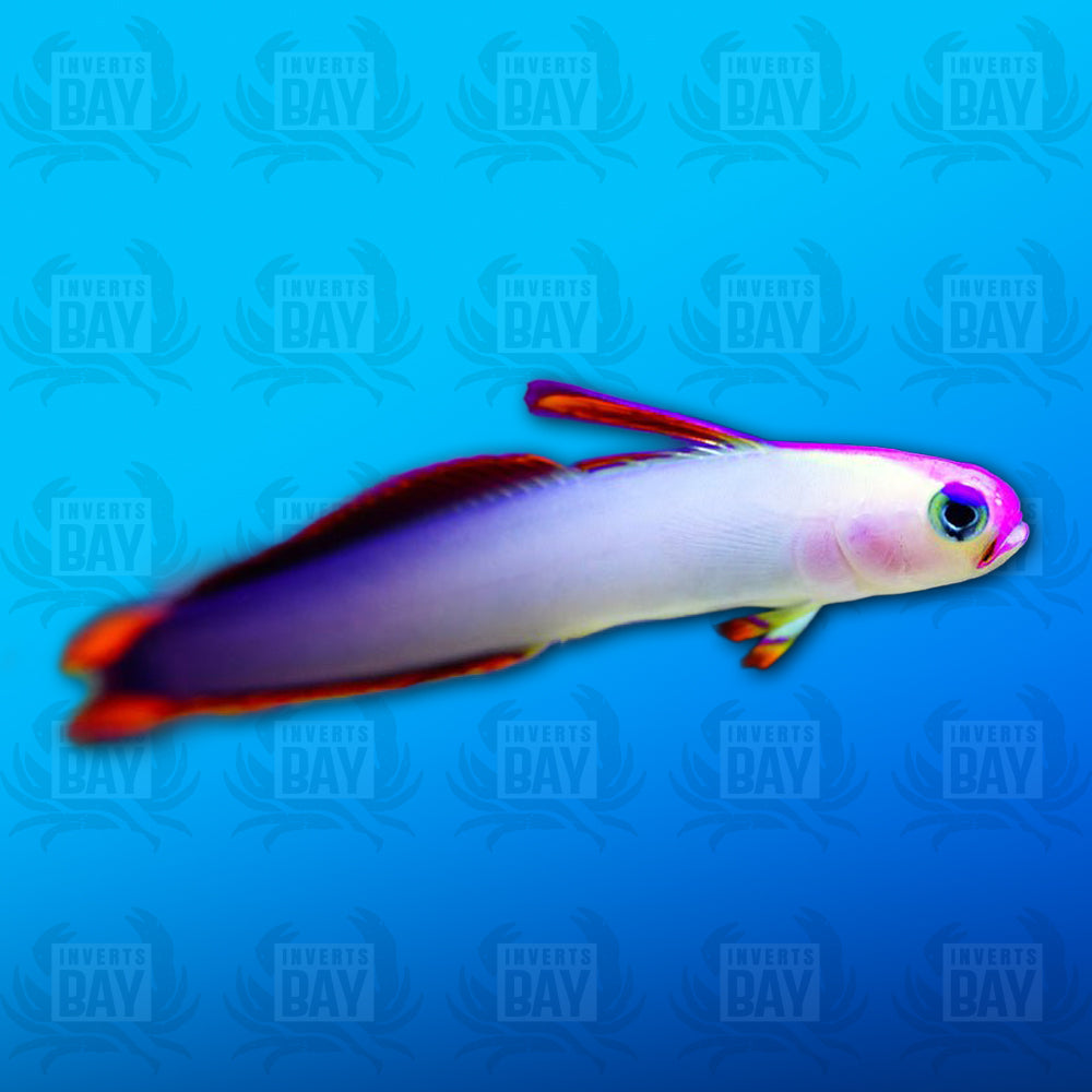 Purple Firefish