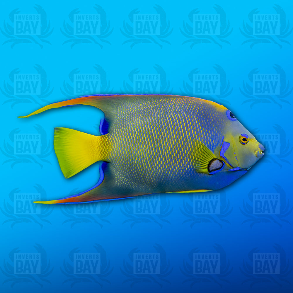 Queen Angelfish