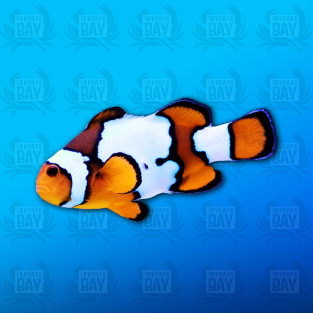 Snowflake Ocellaris Clownfish