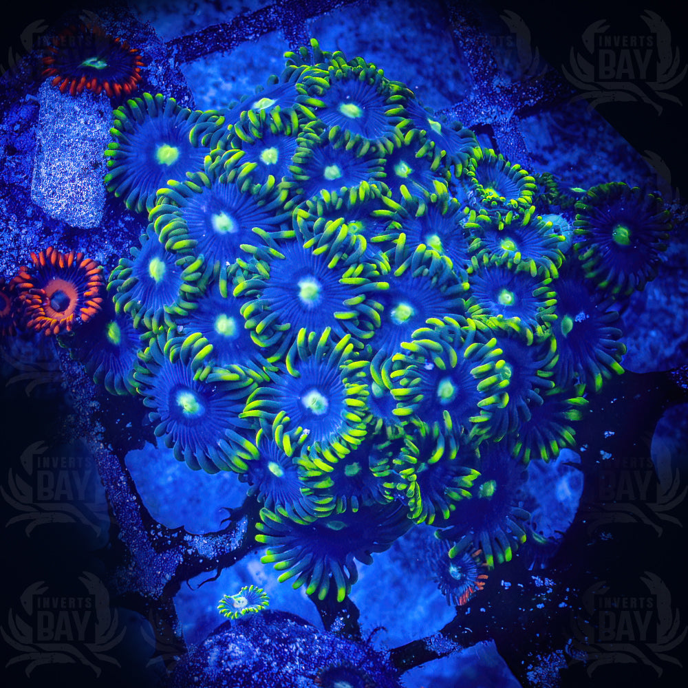 WYSIWYG Soft-Coral-002