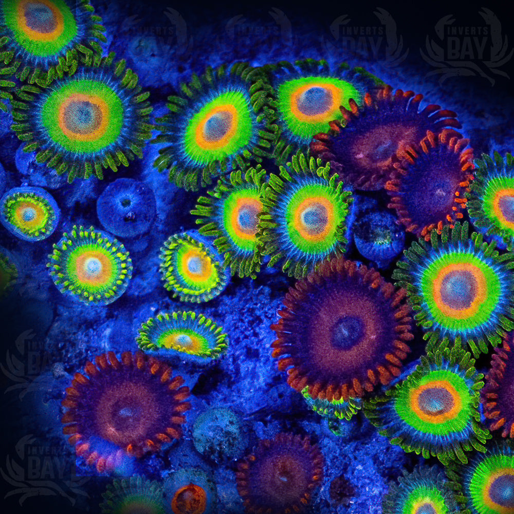 WYSIWYG Soft-Coral-003