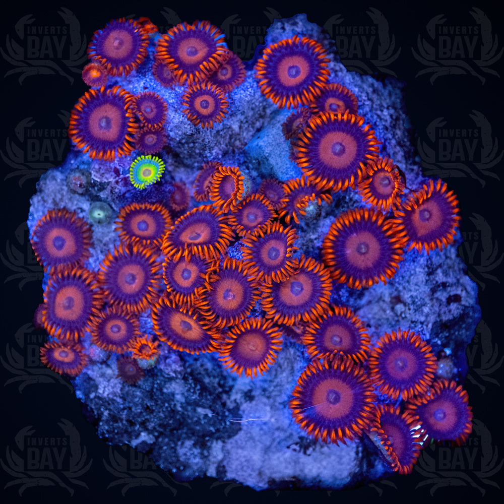 WYSIWYG Soft-Coral-004