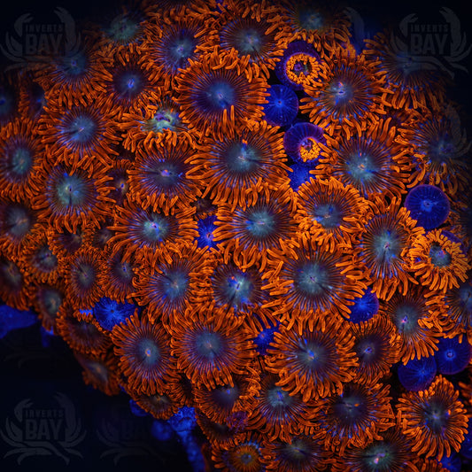 WYSIWYG Soft-Coral-006