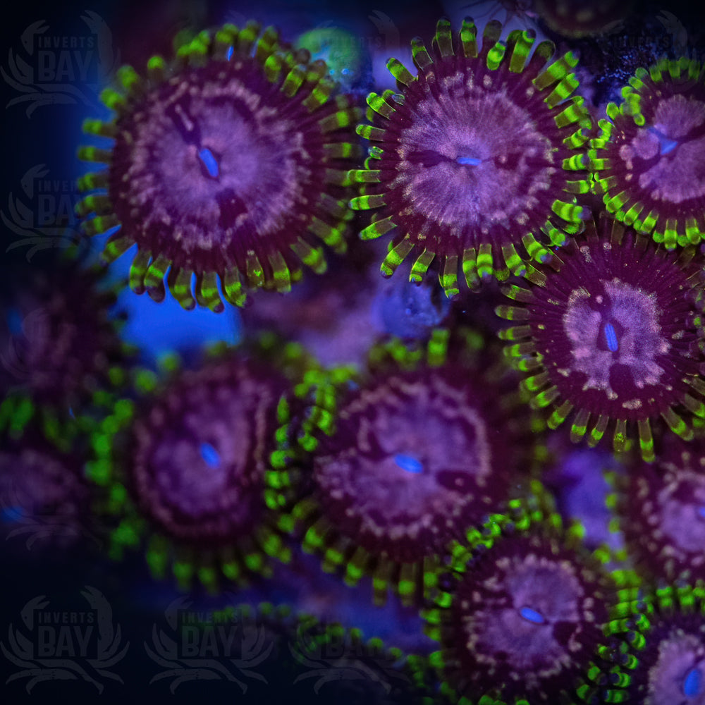 Purple Monster Soft-Coral-007