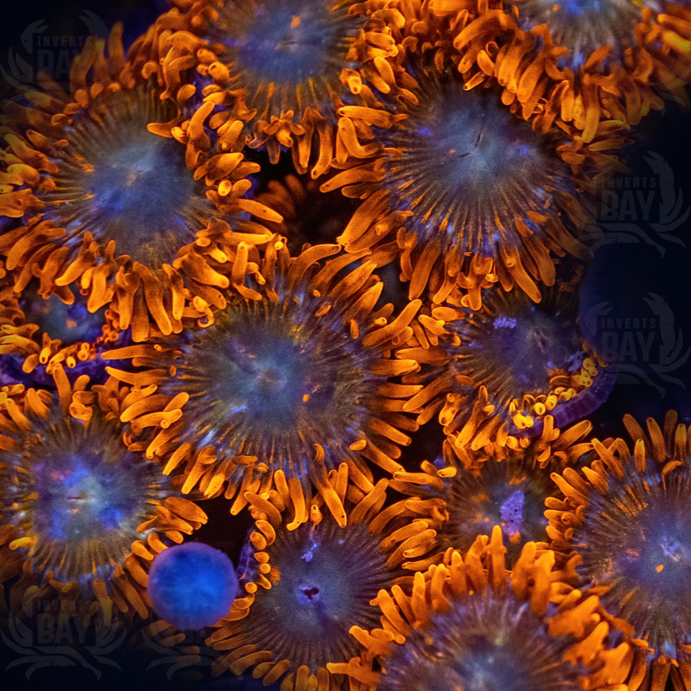 Orange sunburst Soft-Coral-009