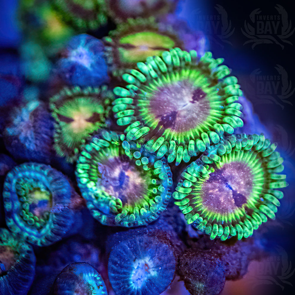 WYSIWYG Soft-Coral-015