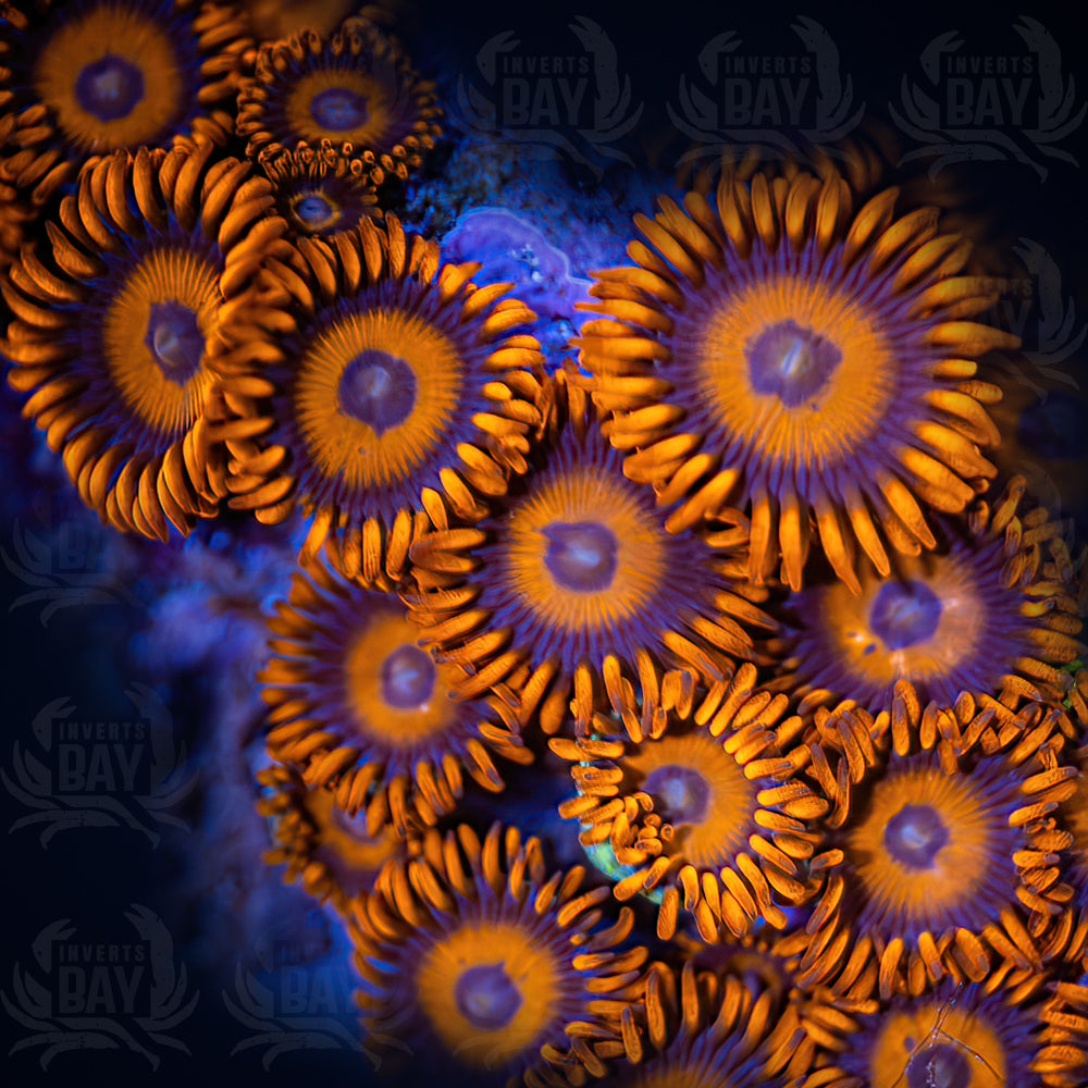 Zohanthids Soft-Coral-016