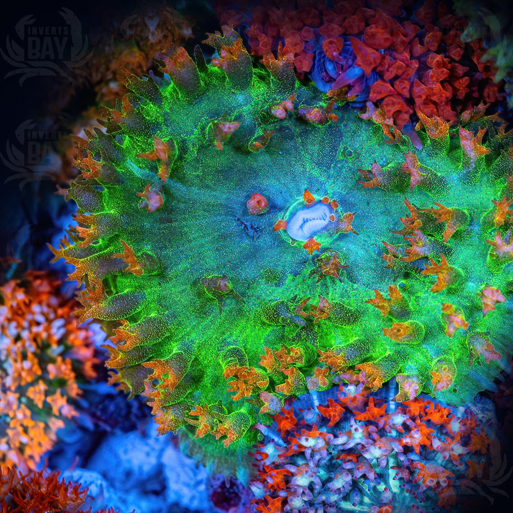 St Thomas Mushrooms Rainbow (SC-023)