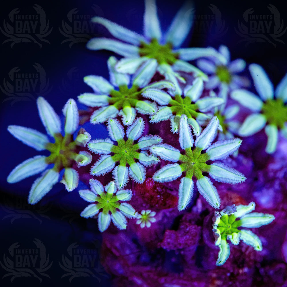 Tubipora Soft-Coral-025