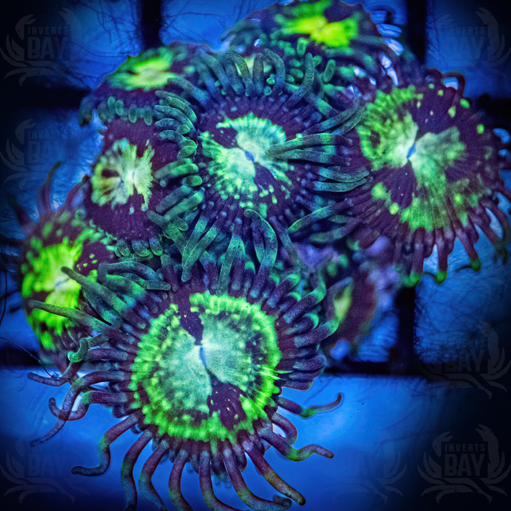 IB Krakow Zoanthids (SC-027)