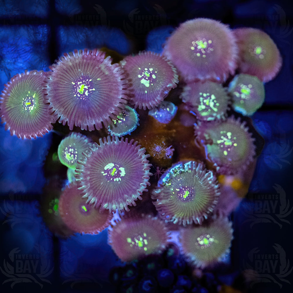 Galaxia Zoanthids (SC-028)