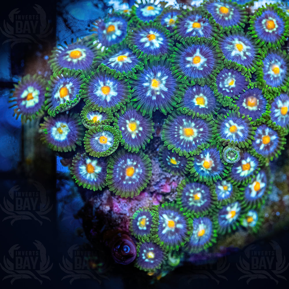 Pinwheel Zoanthids (SC-030)