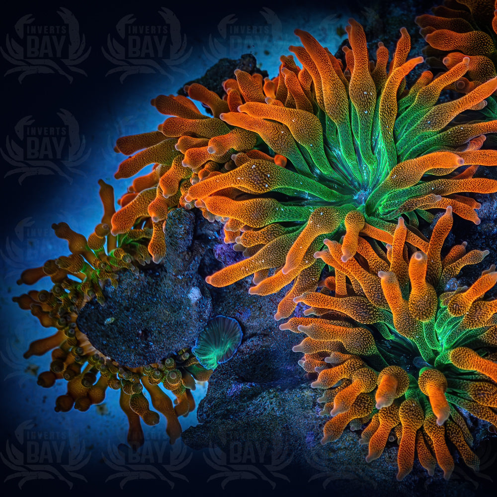 Rainbow Bubble Tip Anemone