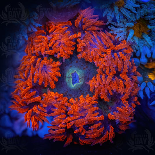 Rock Flower Anemone