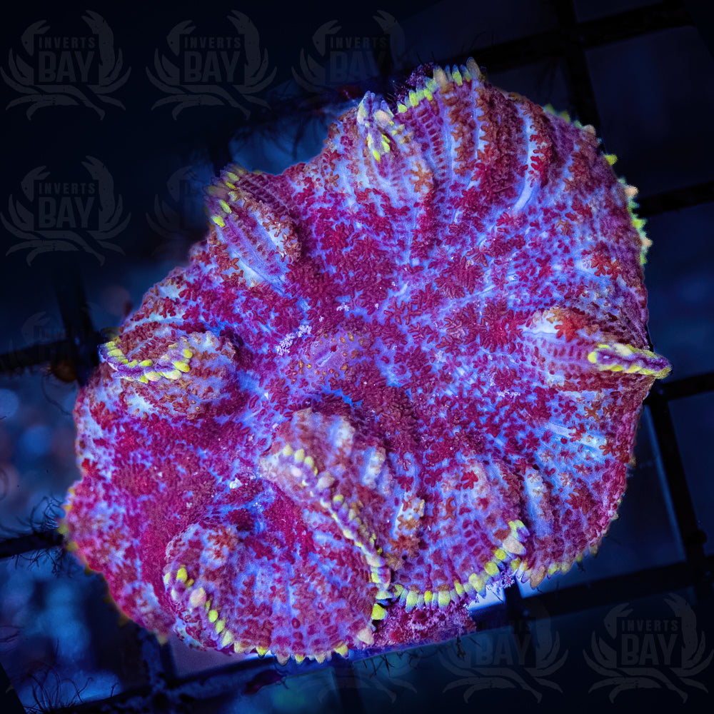 Rhodactis Mushroom (SC-036)