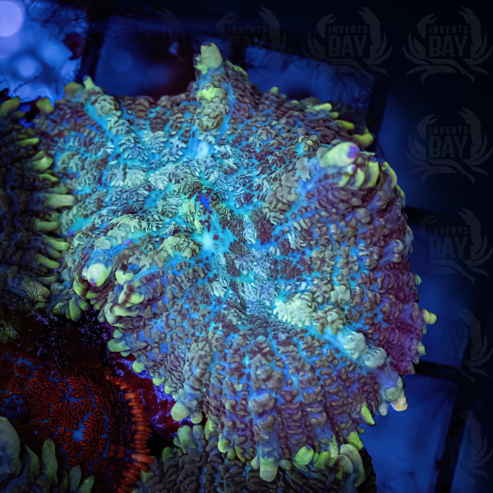 Rhodactis Musroom (SC-037)