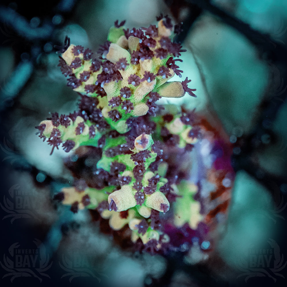 WYSIWYG Pink Lemonade Acropora (SPS-27)