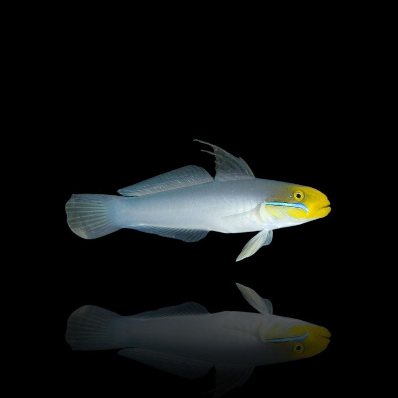 Gold Head Sleeper Goby