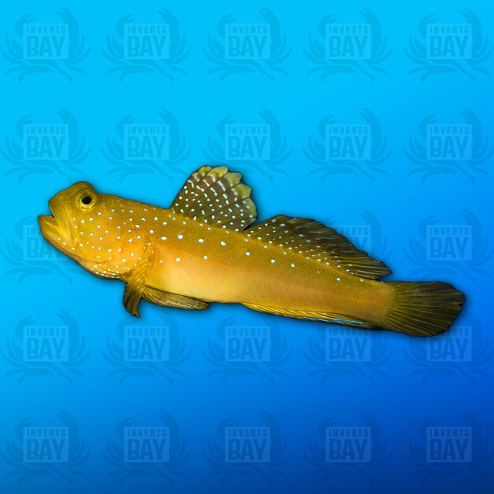 Yellow Watchman Goby