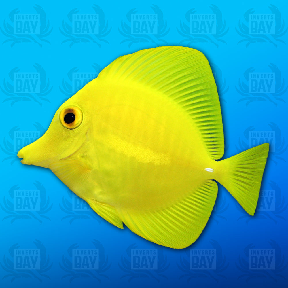 Yellow Tang Small