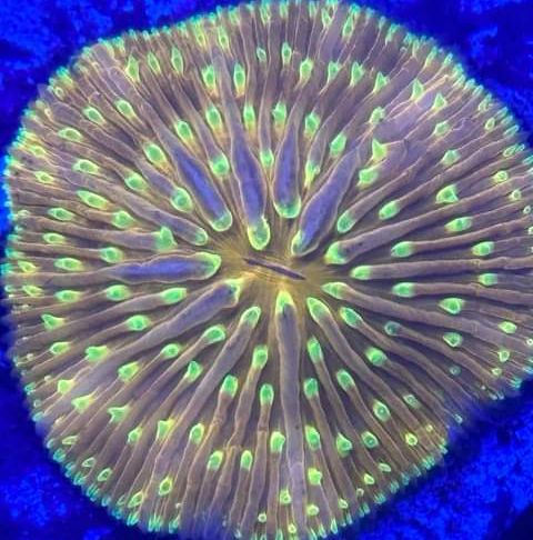 The Essential Guide to Dipping Corals: Protecting Your Reef Tank