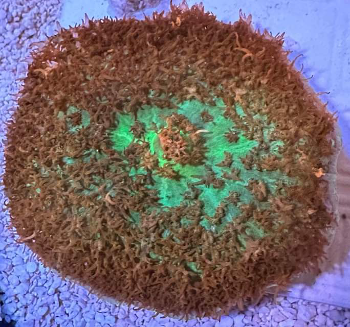 Corals for Your Saltwater Aquarium: Adding Beauty and Functionality