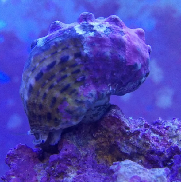 Stunning Saltwater Aquarium Invertebrates image
