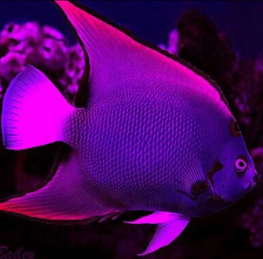 Fish for Your Saltwater Aquarium: Vital Roles and Benefits