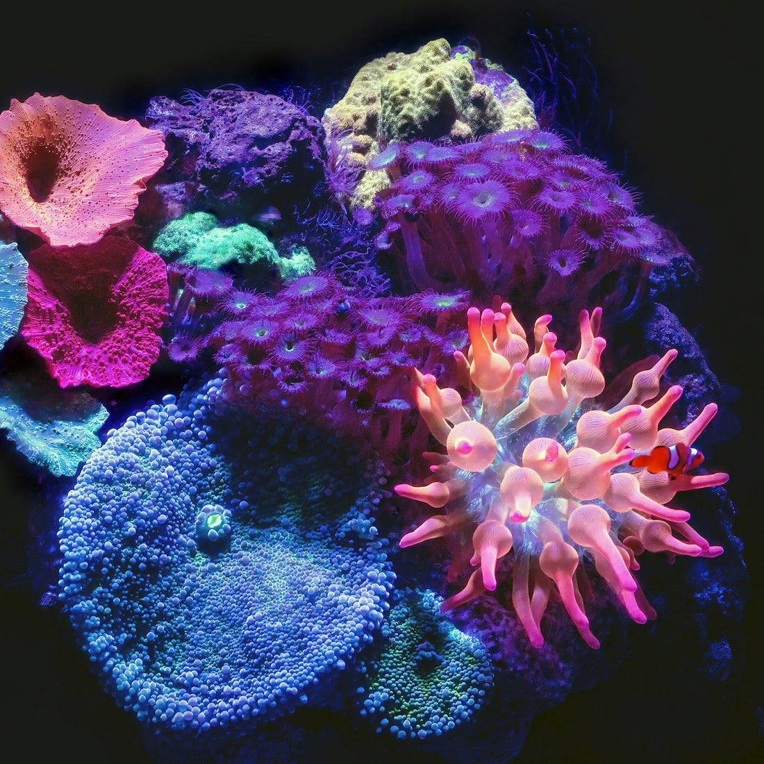 Mastering Coral Care: Essential Tips for a Thriving Reef Tank