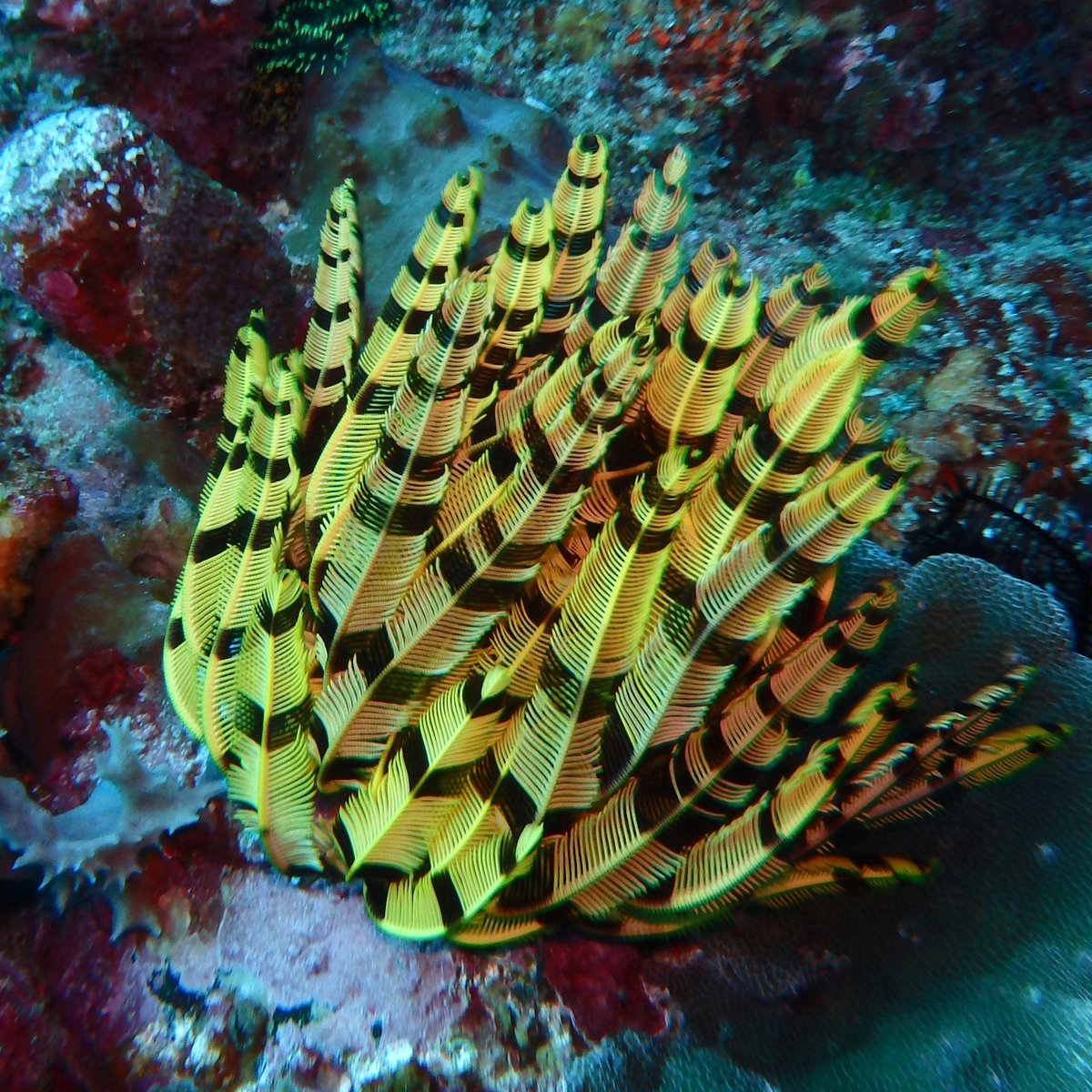 Inverts