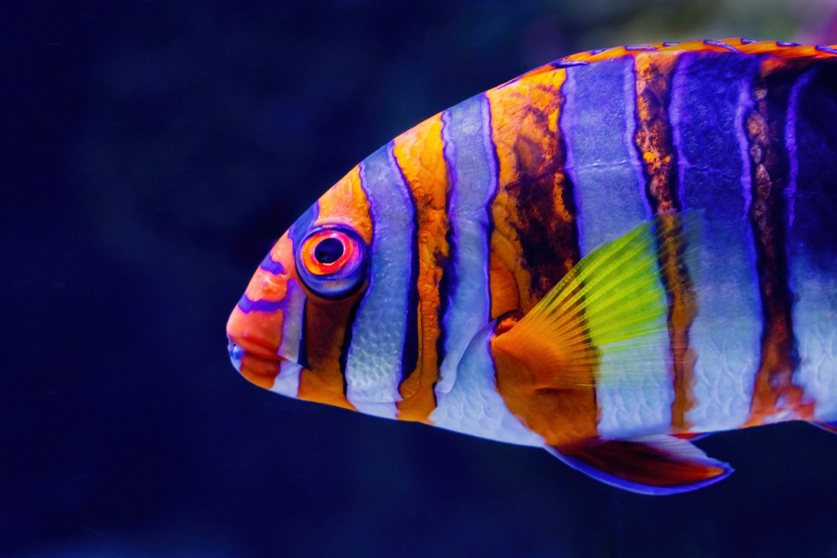 Fish
