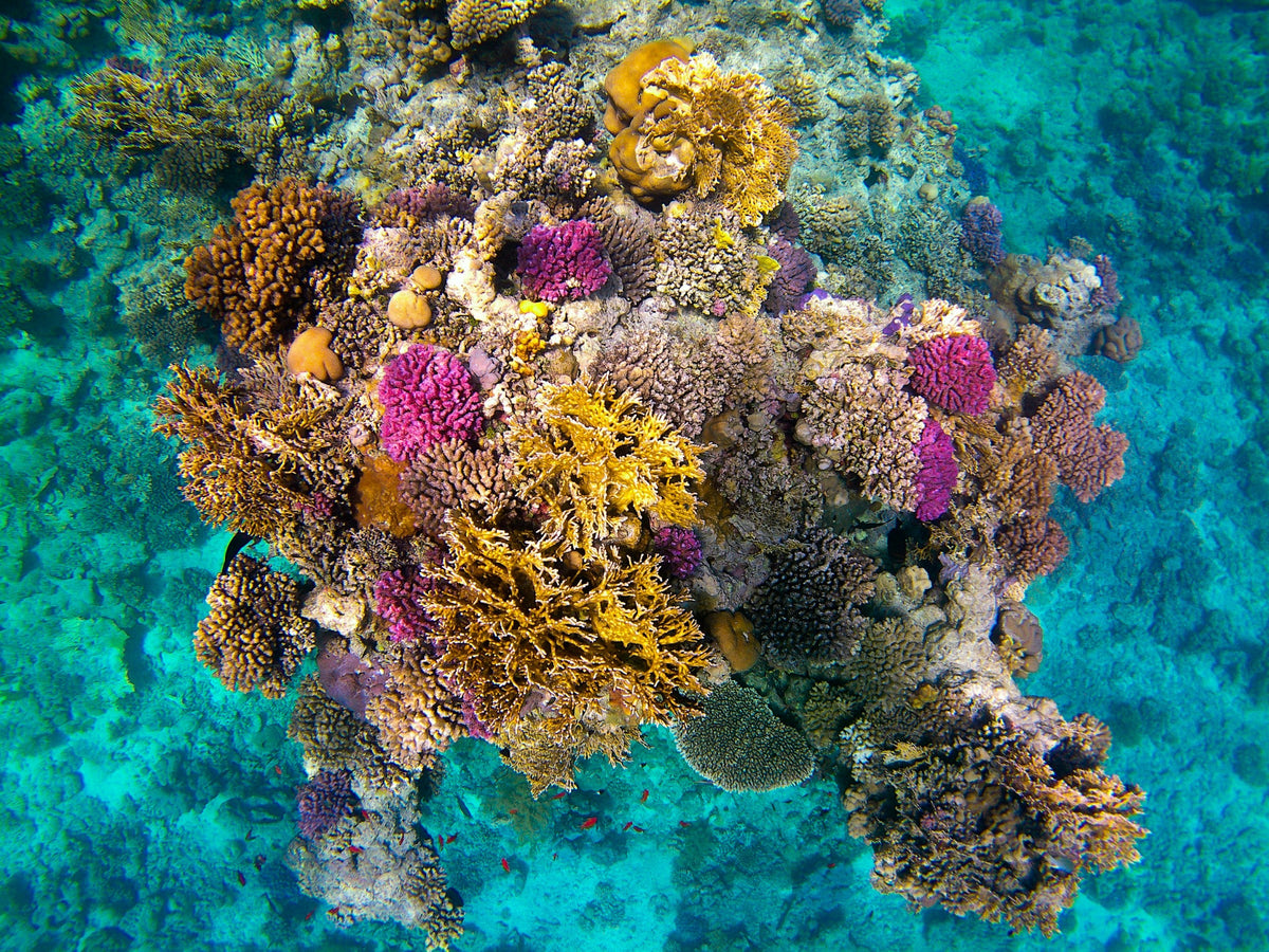 Corals