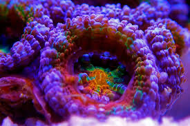 LPS - Large Polyp Stony corals