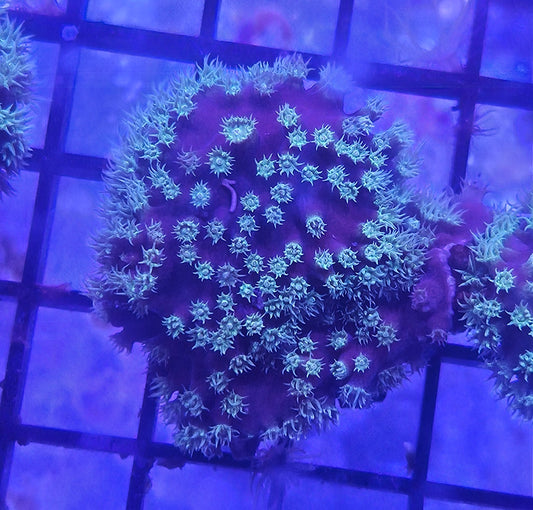 Green Bernardpora