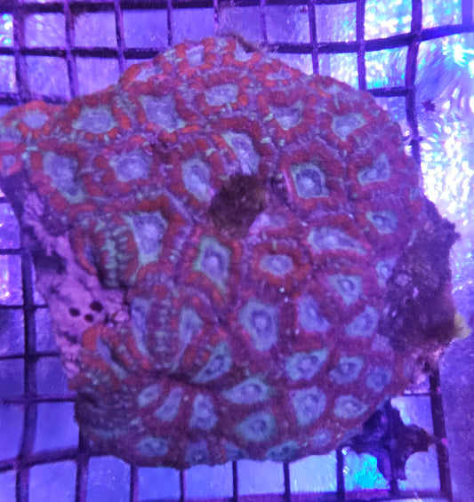 Acanthastrea Echninata Red