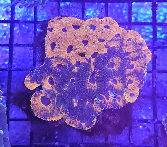 Acanthastrea Echninata Ultra (LPS-E100)
