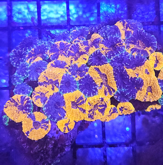 Acanthastrea Echninata Ultra (LPS-E101)